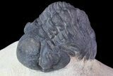 Bargain, Reedops Trilobite - Foum Zeguid, Morocco #84686-2